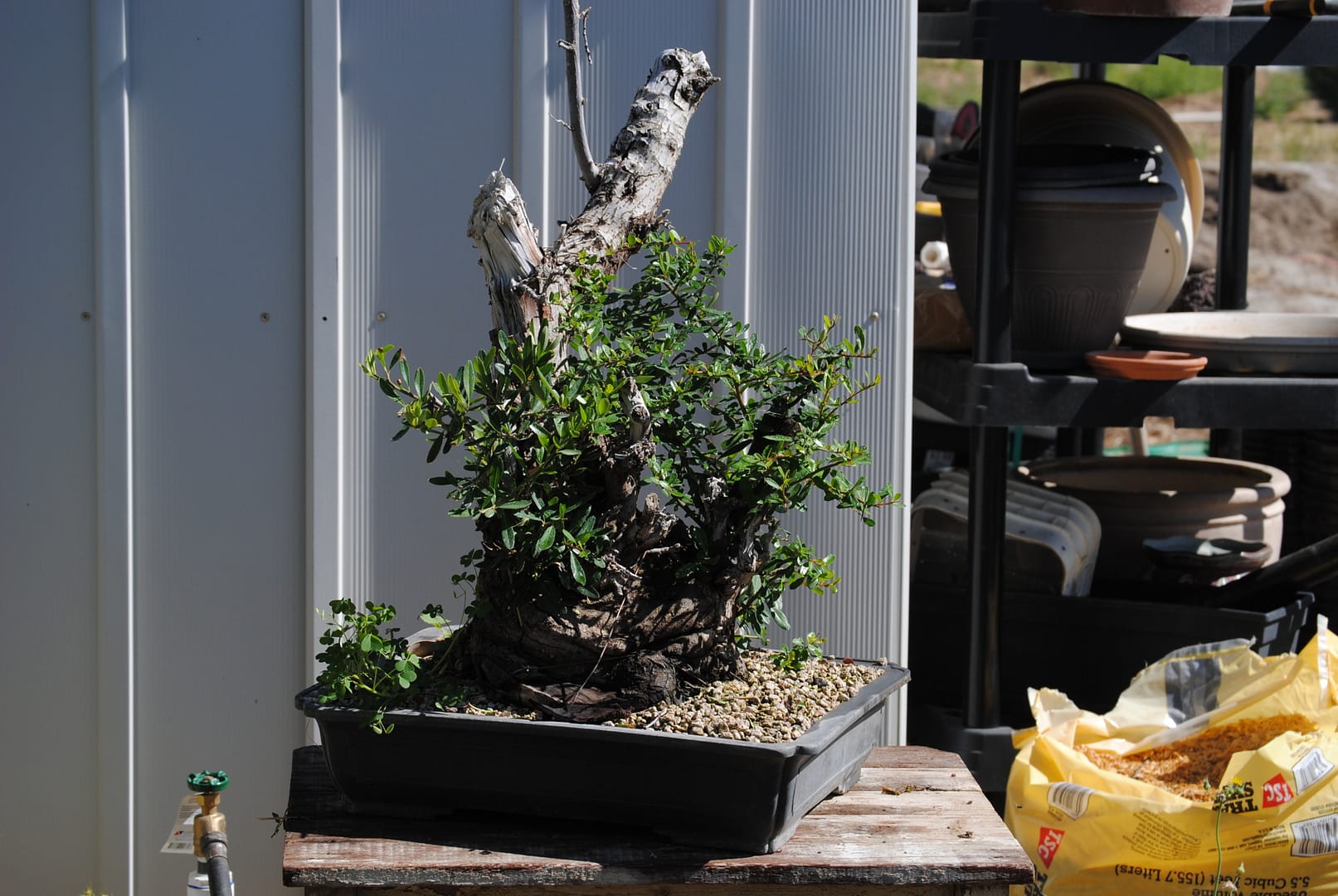 pyracantha firethorn bonsai with deadwood