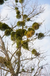 mistletoe in a deciduous tree