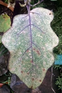 spider mite damage on leaf
