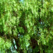 California Pepper Tree Foliage