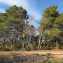 Aleppo Pine Trees