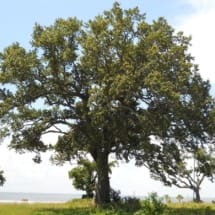 Mature Live Oak