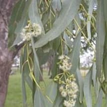 Eucalyptus Coolibah Flowers and Leaves