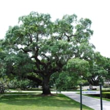 Mature Old Live Oak