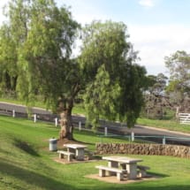 California Pepper Tree in Park