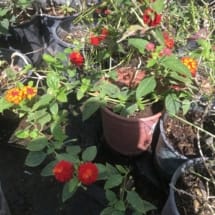 Lantana