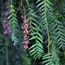 California Pepper Leaves and Fruit