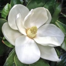 Southern Magnolia Flower
