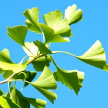 Ginkgo Leaves