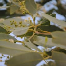 Coolibah Eucalyptus Flowers