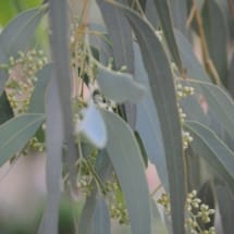 Coolibah Eucalyptus Seeds