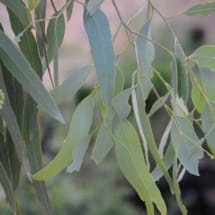 Coolibah Eucalyptus Leaves