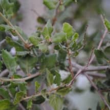 Live Oak Leaves