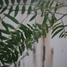 California Pepper Leaves