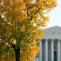 Ginkgo Tree with yellow fall color
