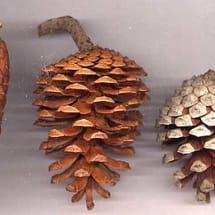 Eldarica Pine Cone