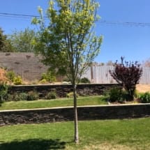 Young Raywood Ash Tree in Spring