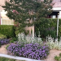 Crape Myrtle Tree in Landscape