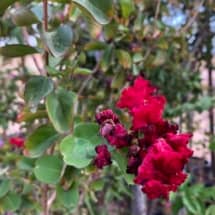 Crape Myrtle Red Dynamite Flower