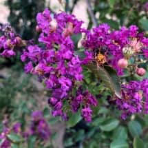 Purple Crape Myrtle Flower