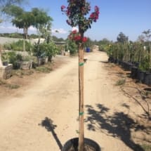 15 gallon Crape Myrtle