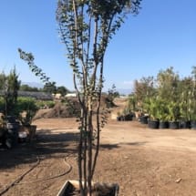 24" Box Crape Myrtle