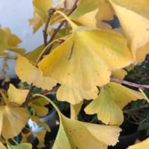 Ginkgo Fall Color Leaves