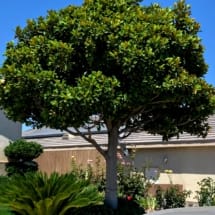 Magnolia Grandiflora tree in the high desert