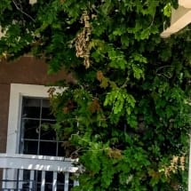 wisteria climbing up a trellis