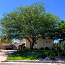 High Desert Mesquite Tree