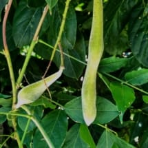 wisteria seed pods