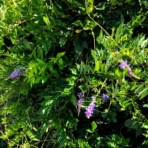 Wisteria Flowers