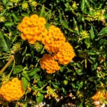 Orange Lantana Flower