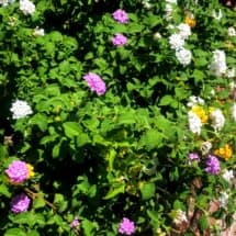 Lantana Flowers