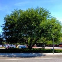 Mature Chilean Mesquite