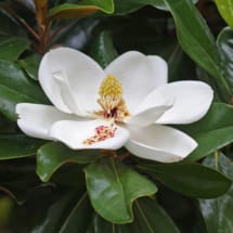 Southern Magnolia Flower