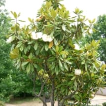 Magnolia Grandiflora tree with white blooming flowers