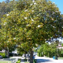 Southern Magnolia Flowers