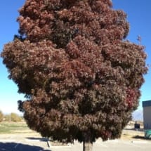 raywood ash tree fall color