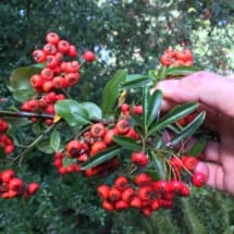 Red Pyracantha Berries