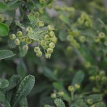 Unripe Pyracantha Berries