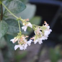 Star Jasmine Flowers Up Close