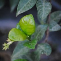 Star jasmine Foliage Macro