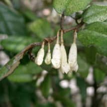 Elaeagnus Pungens Flowers