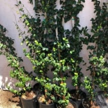 5 gallon Star Jasmine Staked