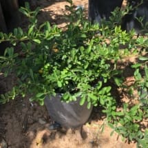 5 gallon Pyracantha