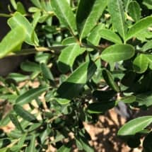 Pyracantha Leaves