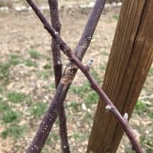 Crossing branches damage