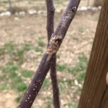 Apple Tree Scar