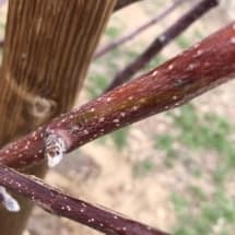 Apple Tree Pruning Alt